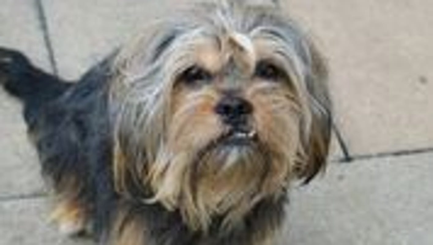 Dog Adoption Events Nj Today Dog Adoption Events Nj Today
