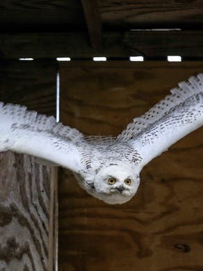 Snowy owl spotted in Ohio: Will we see them in Cincinnati?