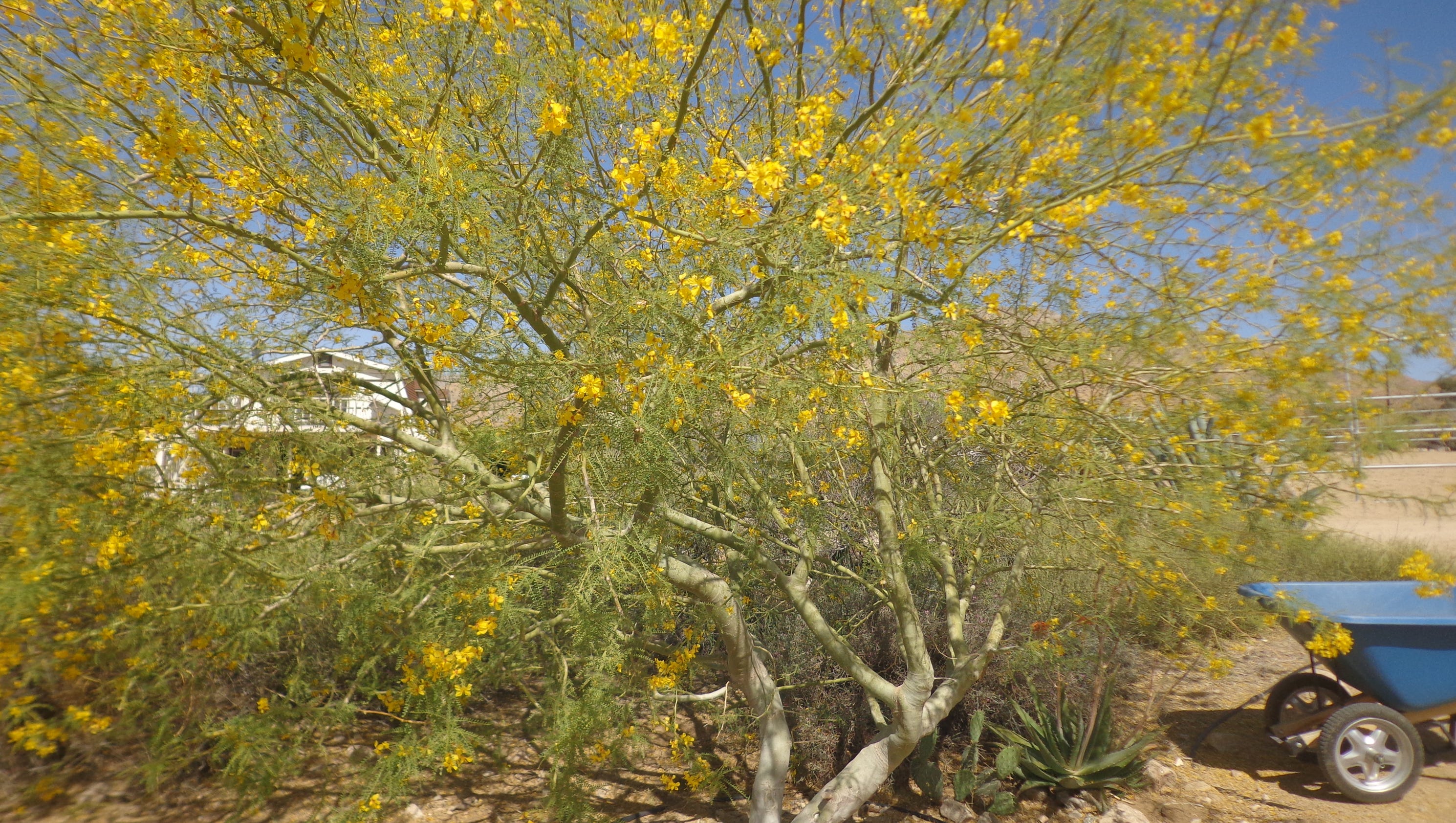 Palo verde The nearperfect tree