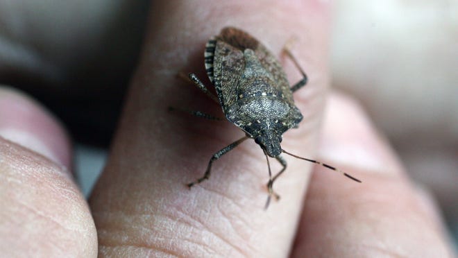 How To Get Rid Of Stink Bugs