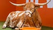 Texas Longorn mascot Bevo at rest during the Texas