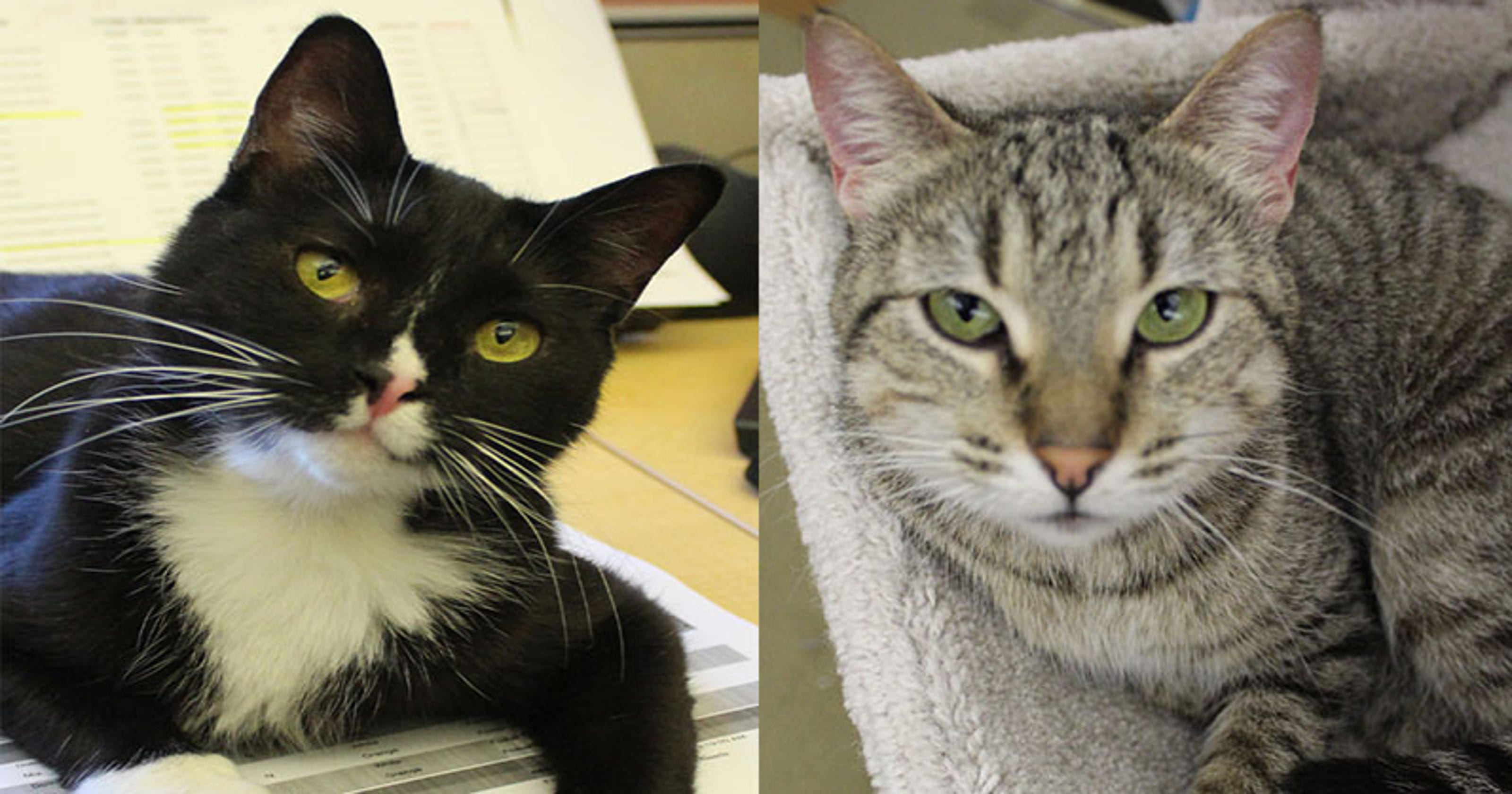 Sickened cats  find sanctuary in Humane  Society  offices in 