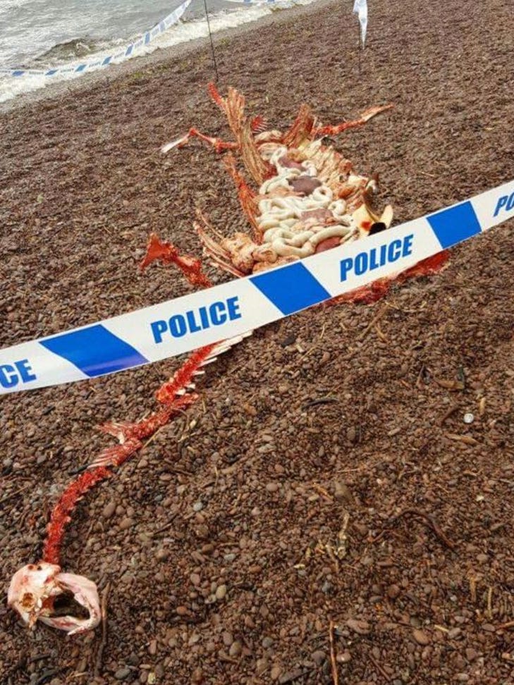 Remains Of Loch Ness Monster Wash Ashore