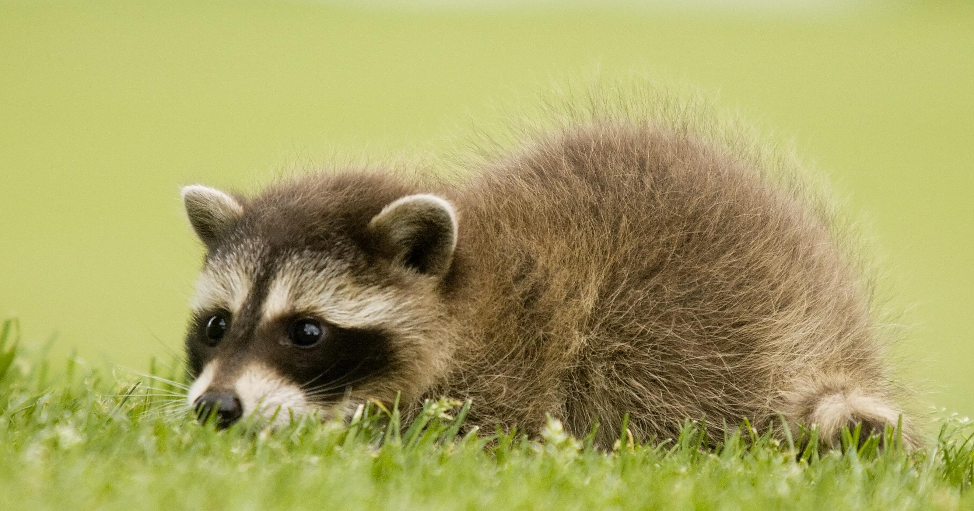 Mother Raccoon Protecting