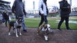 May 9: Dogs and their owners walk on the field on Sox