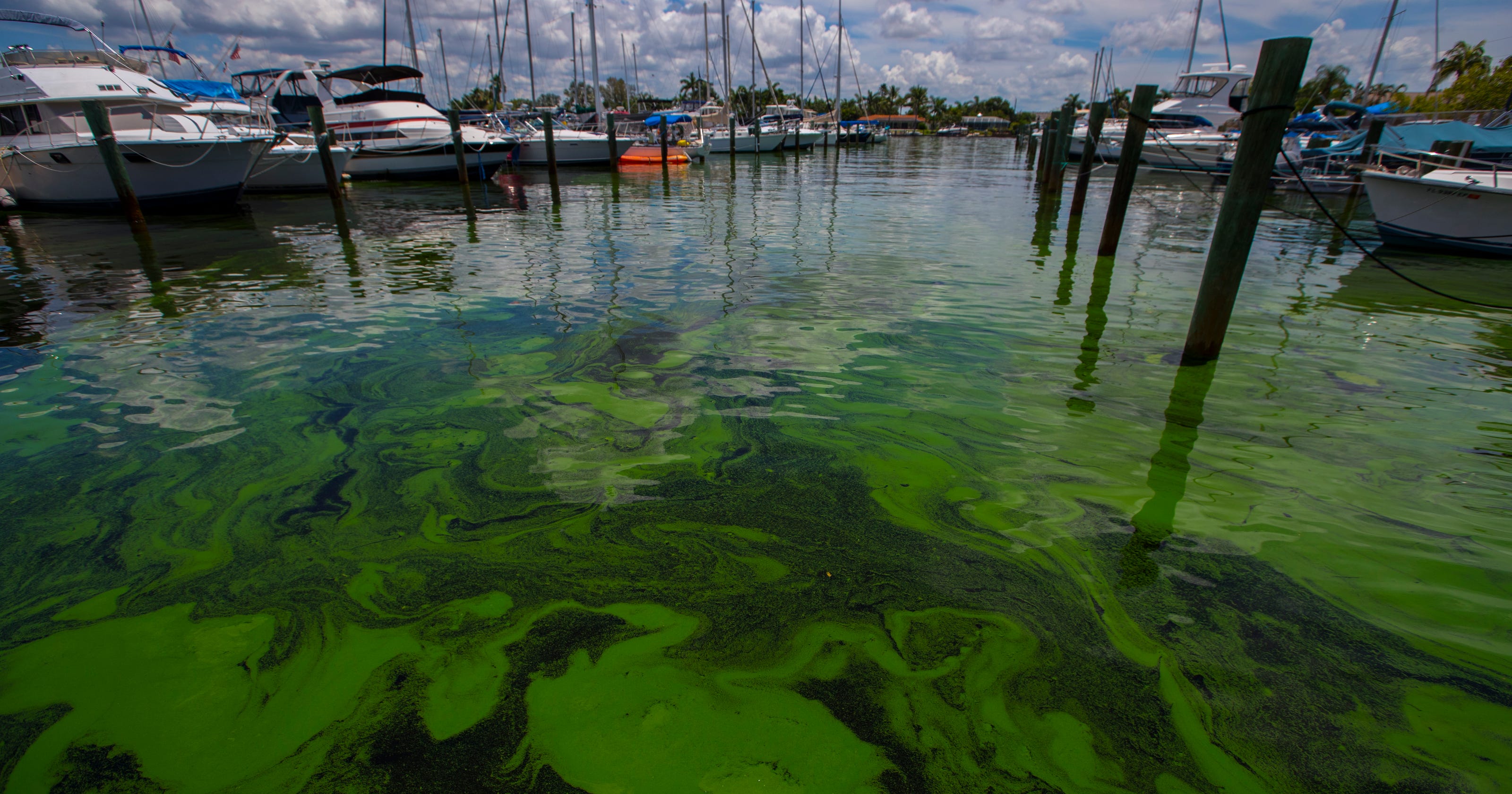 Florida toxic algae Local experts say Everglades restoration is key to