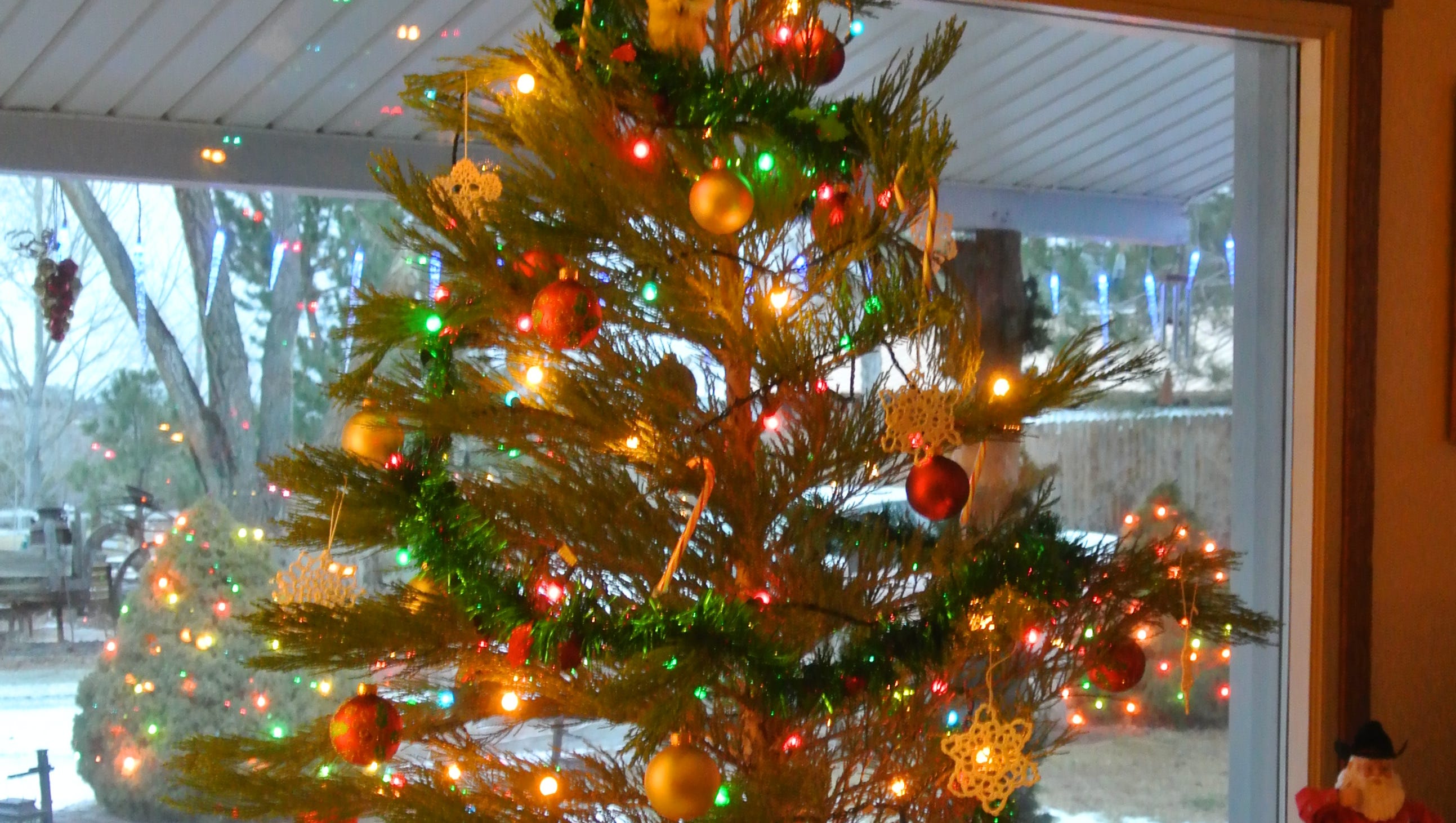 Nevada christmas tree permits 2022