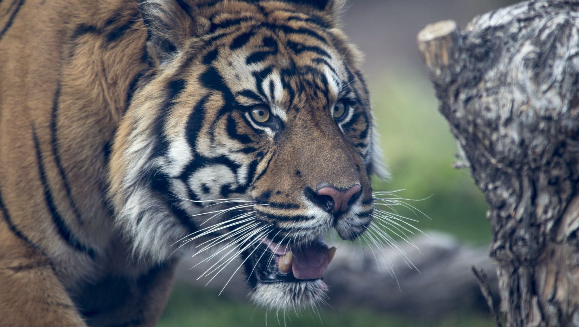 A Tiger Tale Inside Phoenix Zoo S New Wide Open Locked Down Exhibit