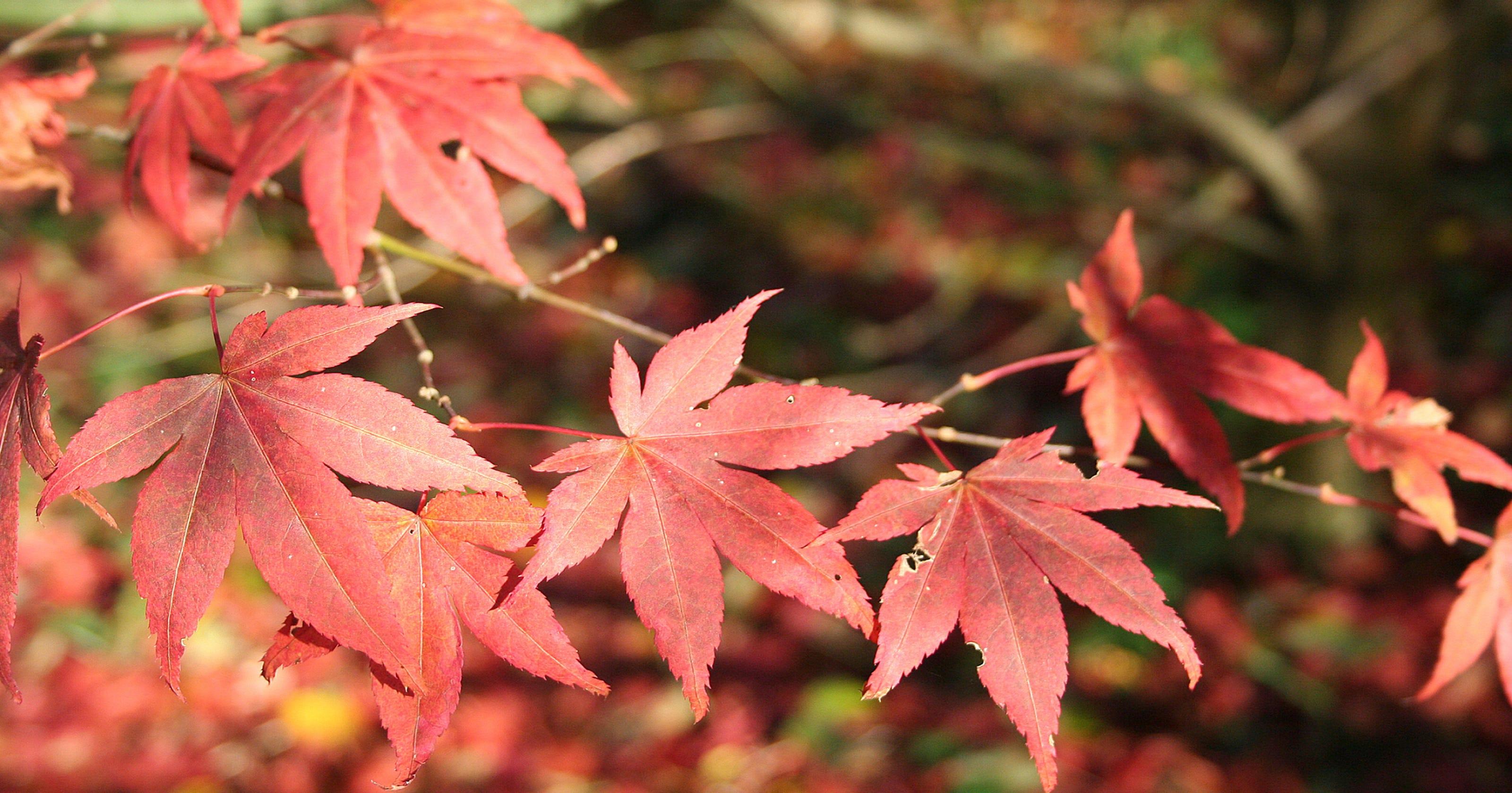 Master Gardeners Growing Japanese Maple Trees