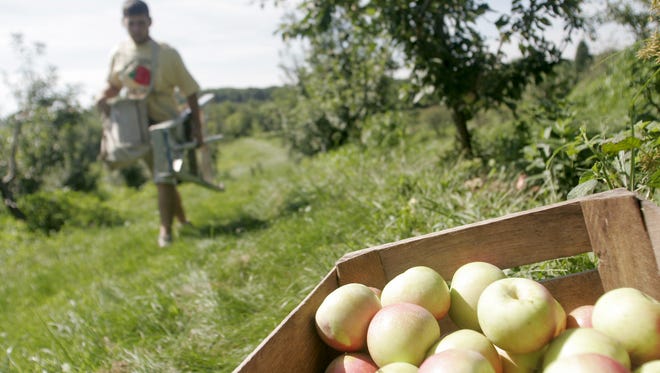 A bushel of Zestar apples awaits departure at Wilson's Orchard south of Solon on Monday, August 15, 2011.