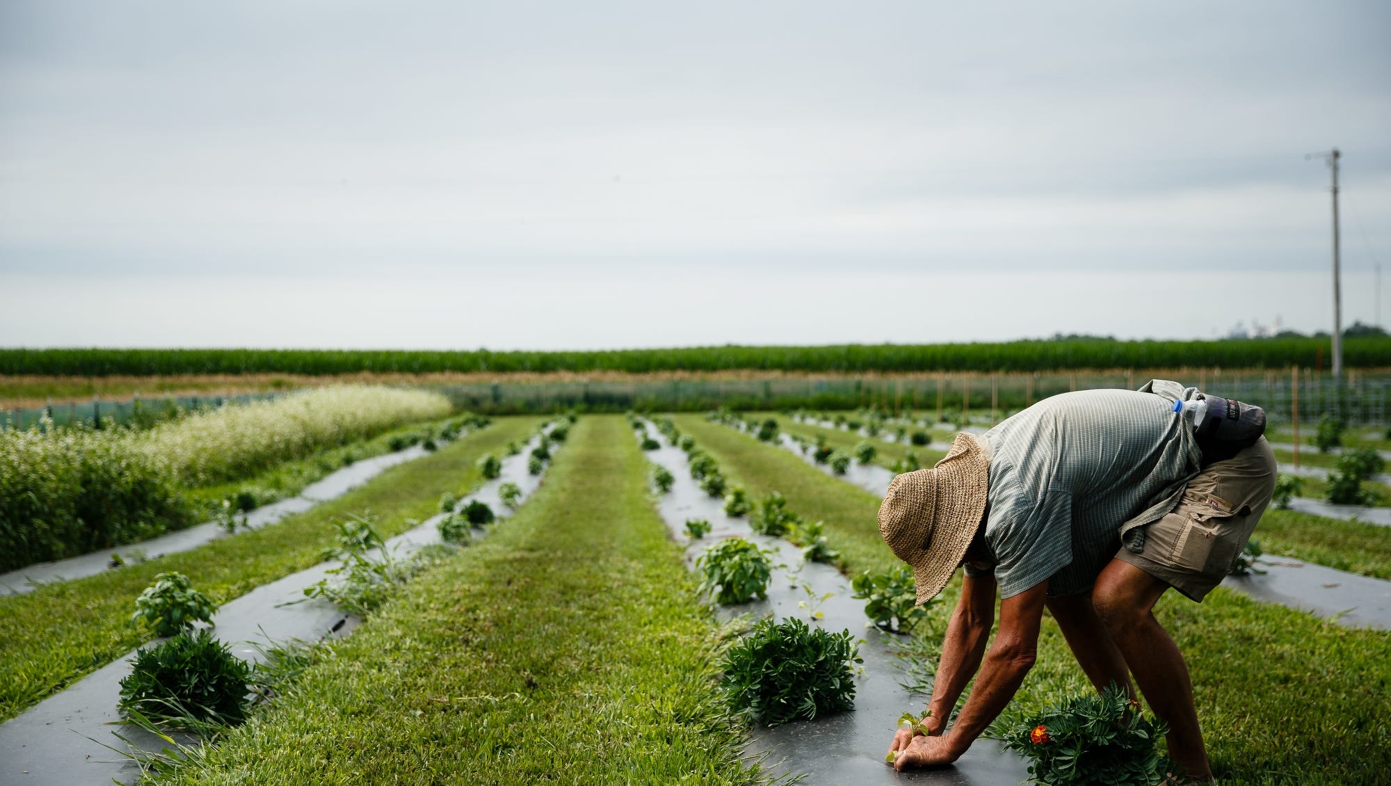 The Iowa story behind an 'incredible' tomato