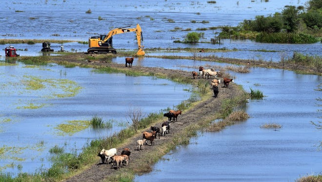 A small herd of cows walk along high ground in the Hamshire area in Texas, Monday, Sept. 4, 2017. Several Chinook helicopters flown by the Michigan Army National Guard dropped bales of hay in the area to feed livestock stranded by Harvey floodwaters.