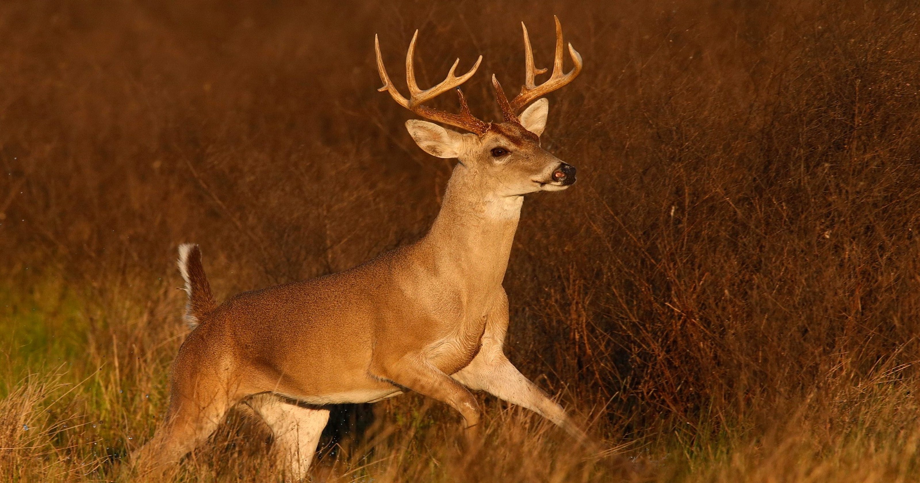 Texas' deer population is estimated at 4 million whitetails.