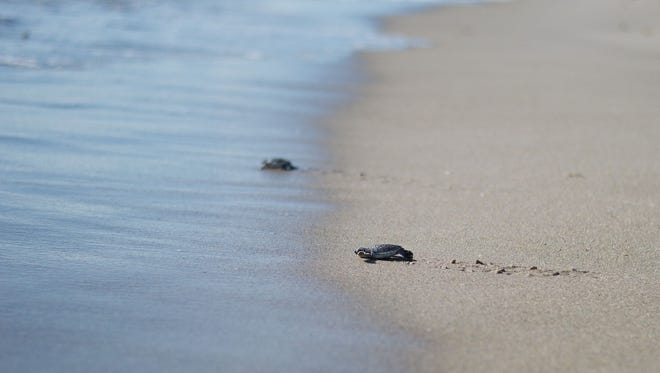 It was an overall record-breaking year -  not just for green sea turtles, but for all three sea turtle species on the 9.5-mile local stretch of beach.
