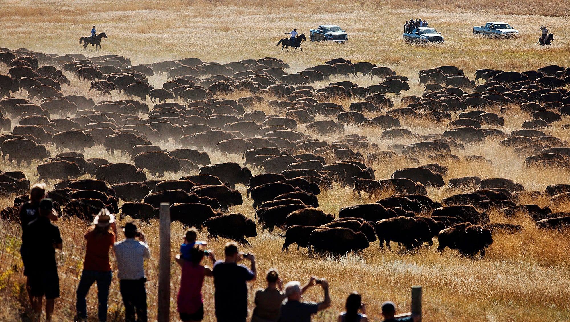 You don't have to head west watch this Buffalo Roundup