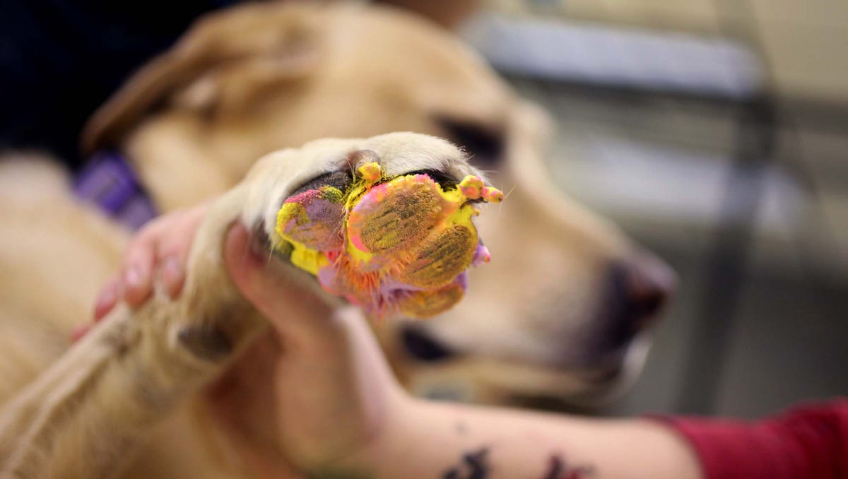 painting-with-paws