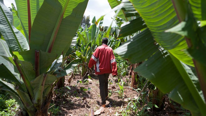 Ethiopian farmer Abdesemed Mohe, 36, walks through his field. Mohe increased his corn yield by more than 50 percent through a program that Iowa-based seed producer DuPont helped sponsor.