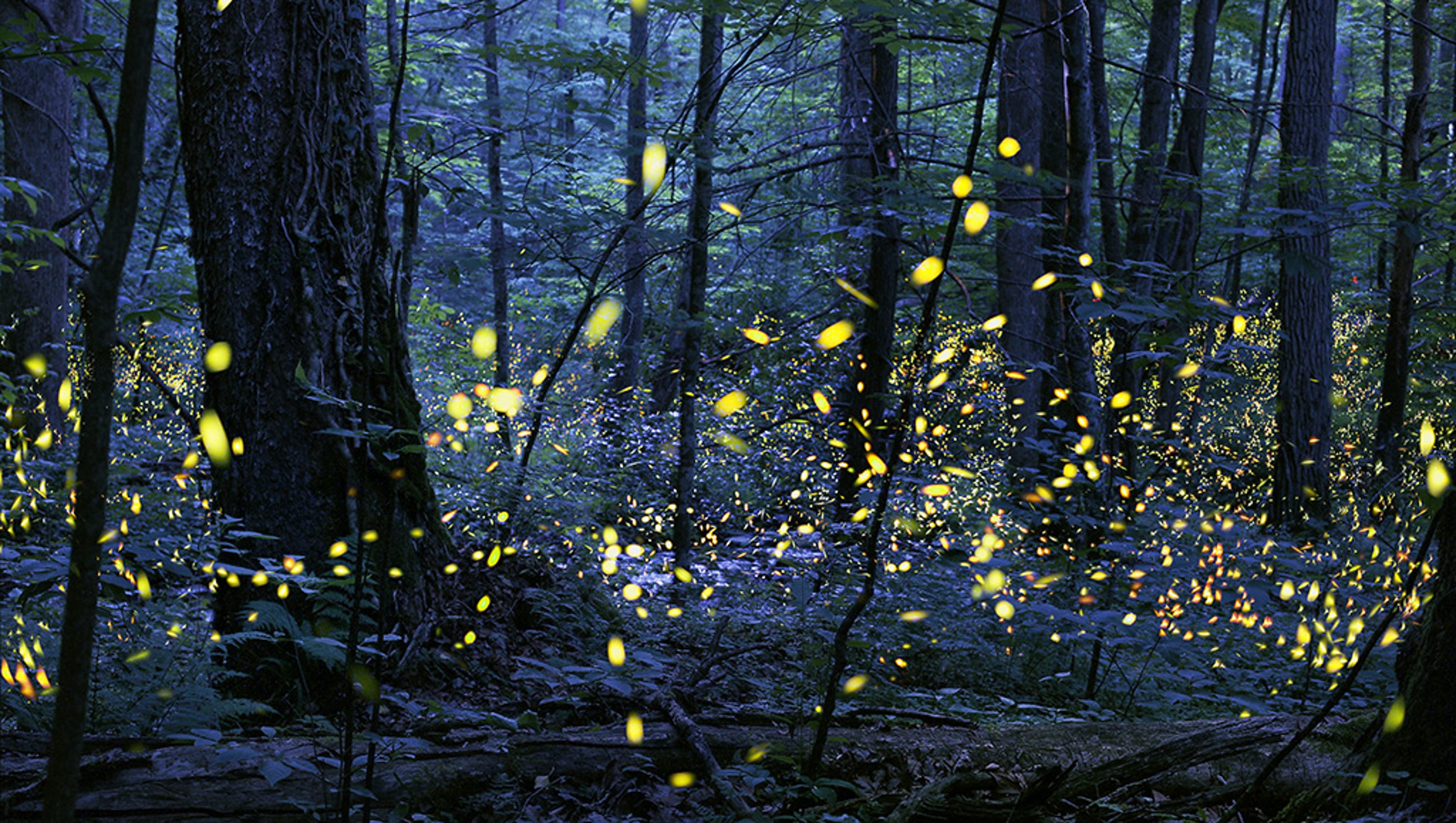 Great Smoky Mountains Park opens lottery for firefly viewing