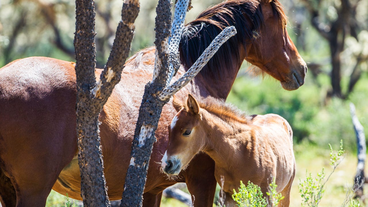 wkyc.com | Arizona's free-roaming Salt River horses get ...