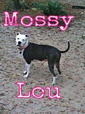 Mossy escaped from her yard near Bloxham Cutoff Road and Springhill Road on April 30.
