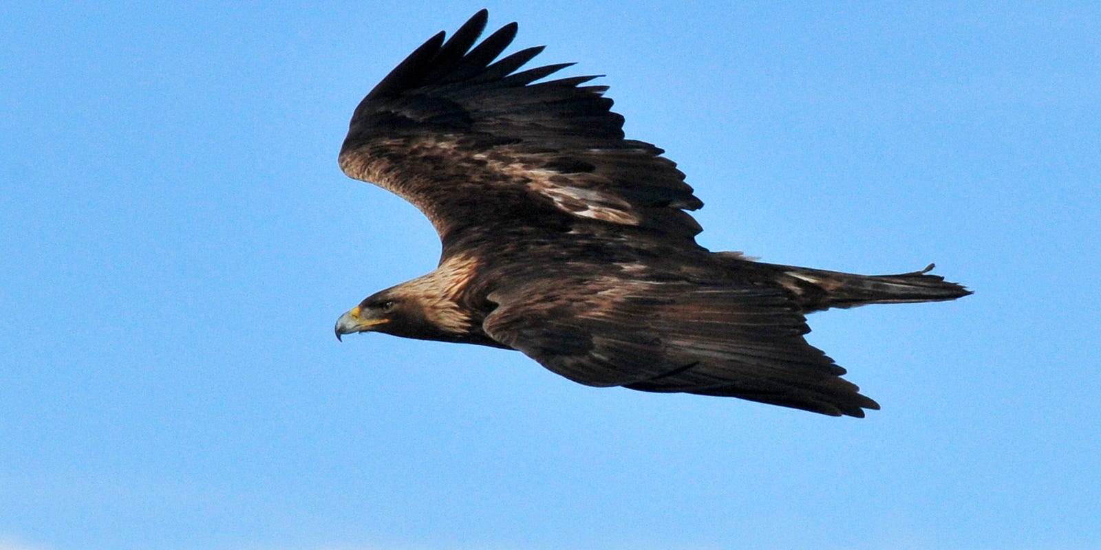 Balancing Wind Power And Eagles