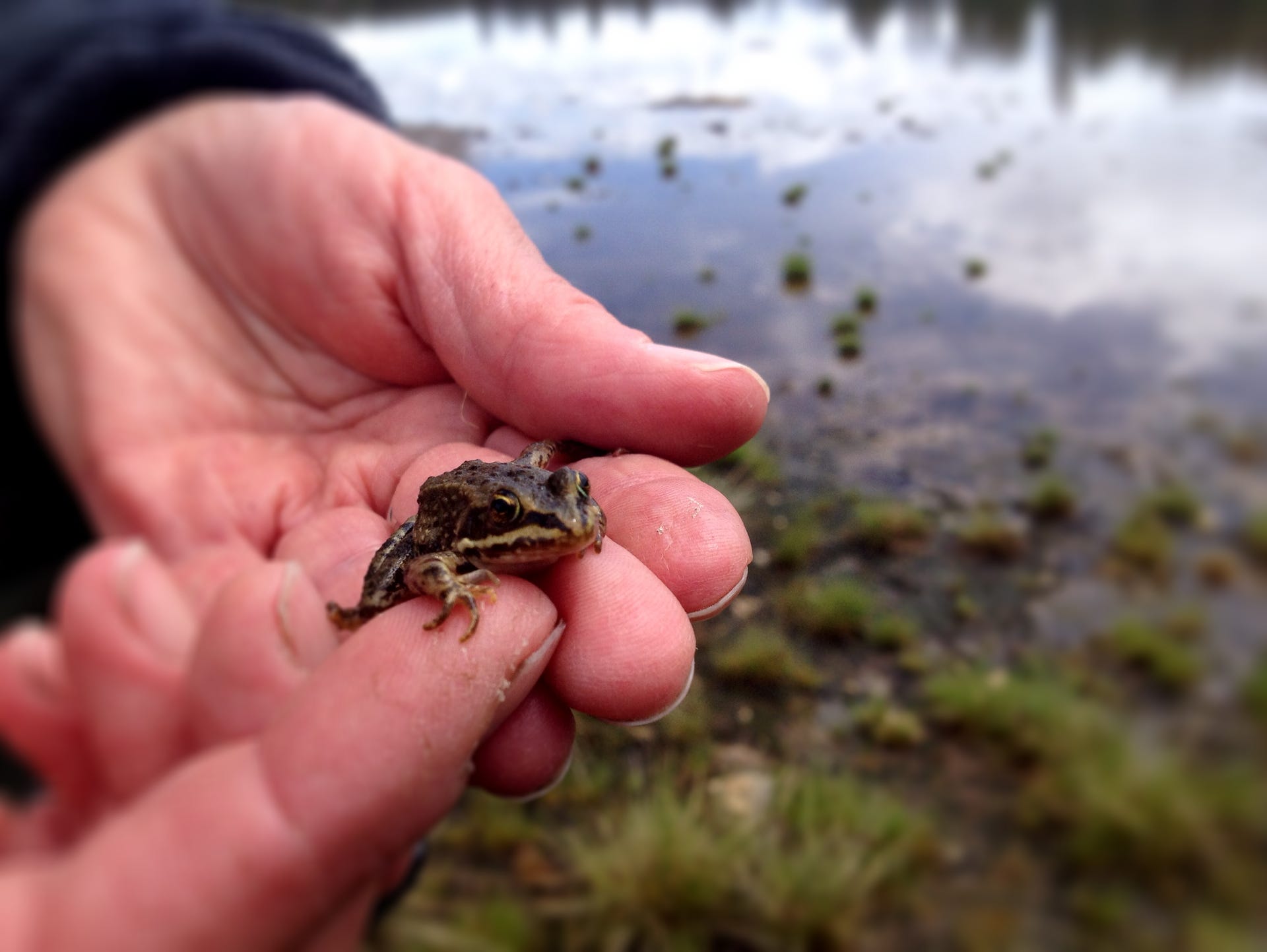 The awesome amphibians of Yellowstone Research shows changing lives of