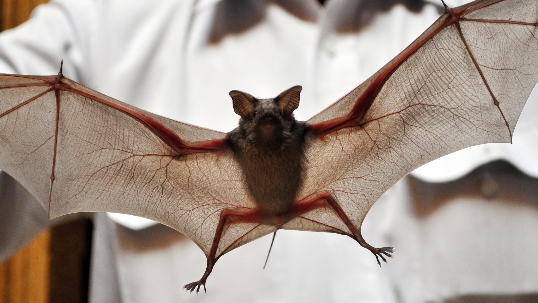 Health departments warn public of rabid bats in homes