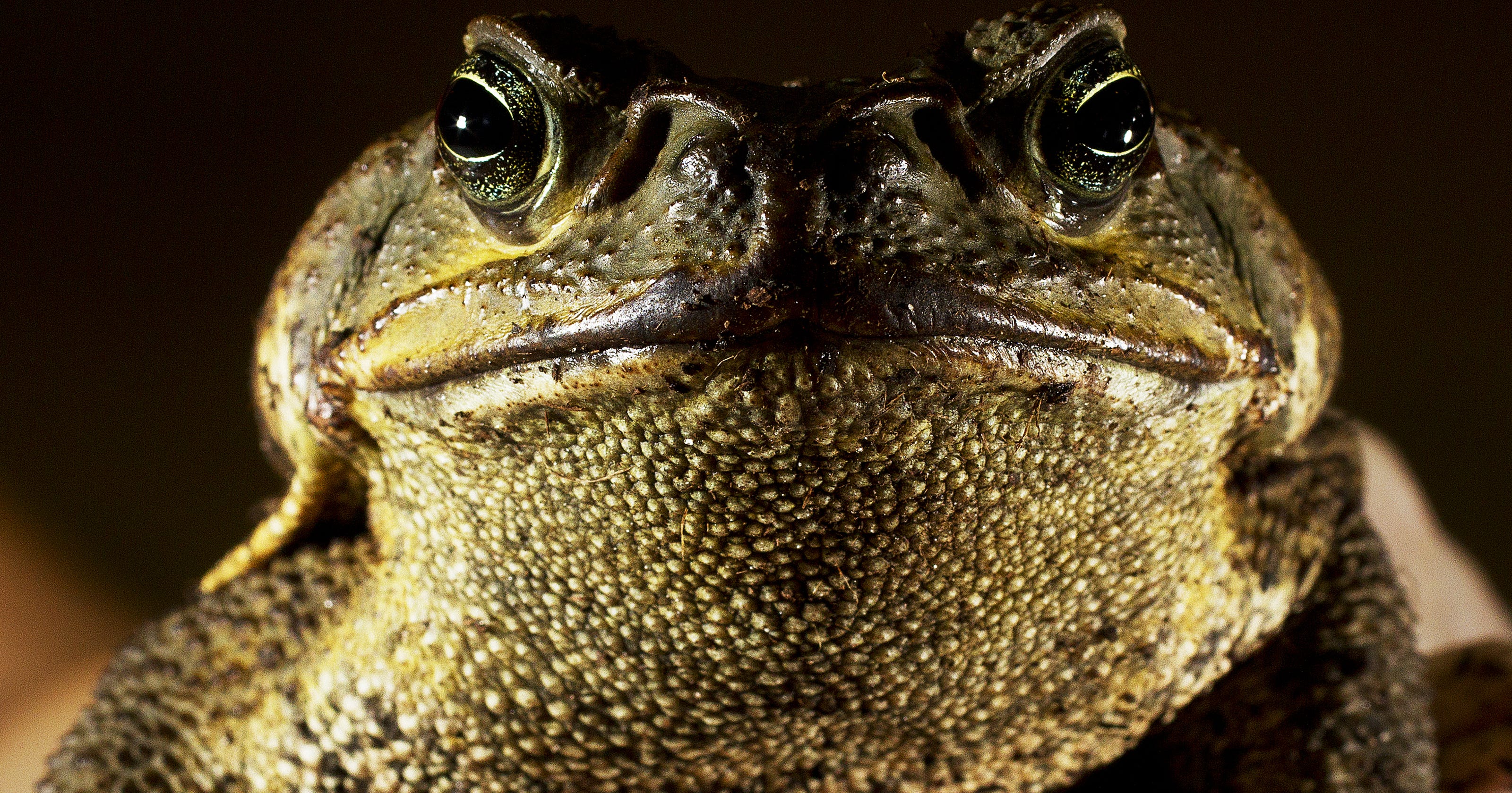Urgent Warning: Poisonous Toads Spreading Across North Carolina - 7d3i2by