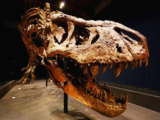The skull, jaw and teeth of Trix the female T. rex