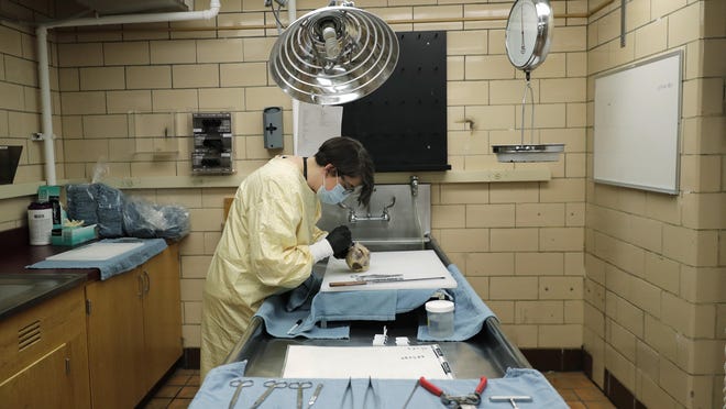 Dr. Desiree Marshall, director of Autopsy and After Death Services for University of Washington Medicine, examines the preserved heart of a person who died of COVID-19 related complications, as she works in a negative-pressure laboratory, Tuesday, July 14, 2020, in Seattle. Seven months after the first patients were hospitalized in China battling an infection doctors had never seen before, countless hours of treatment and research are providing a much closer look at the new coronavirus and the lethal disease it has unleashed.