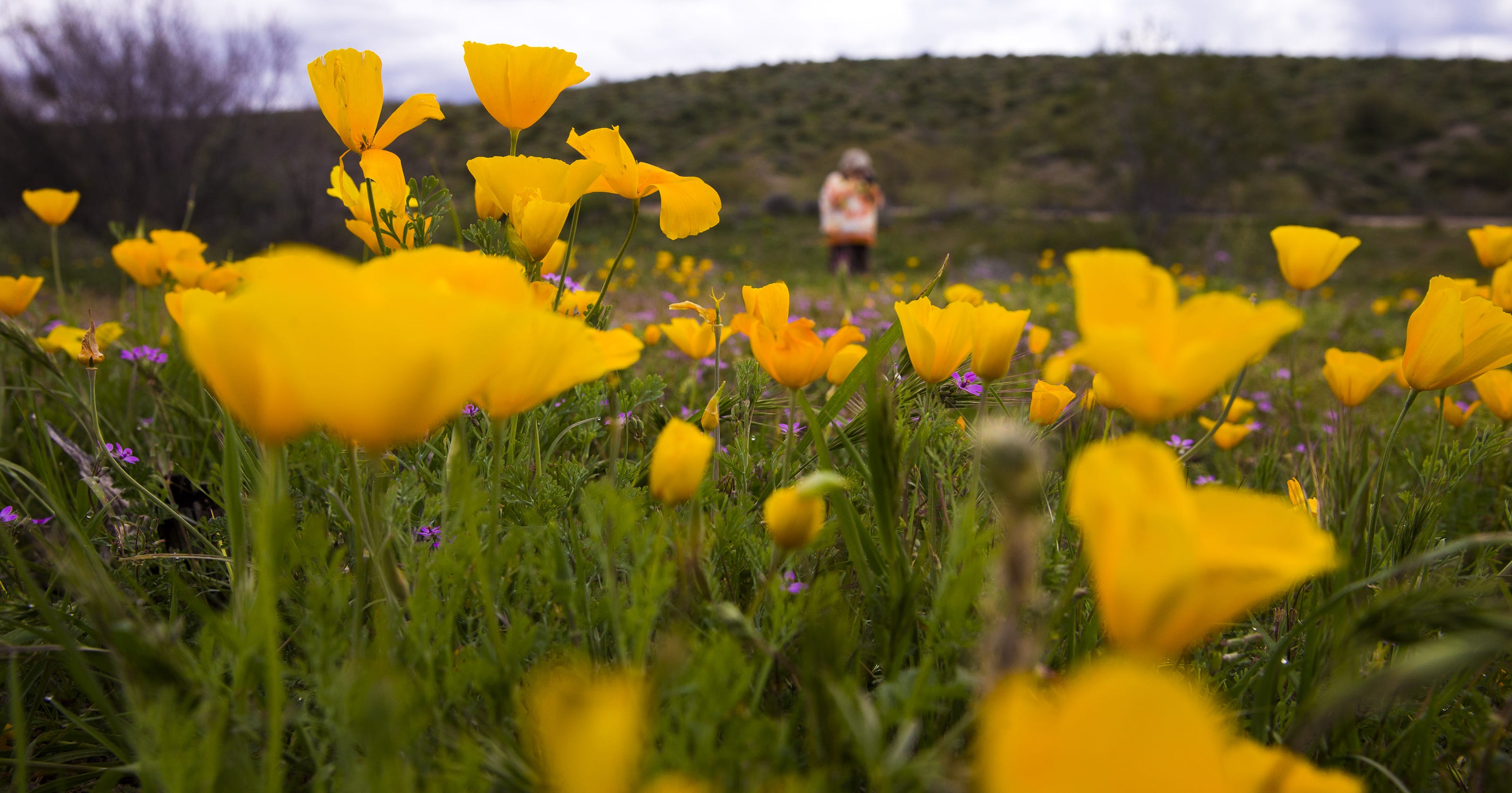 Arizona wildflowers Peak season is now