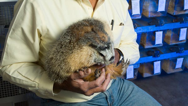 Every day is Groundhog Day for CSU researcher