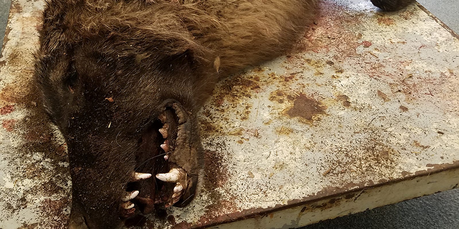 Dna Tests Back On Mysterious Animal Shot In Central Montana