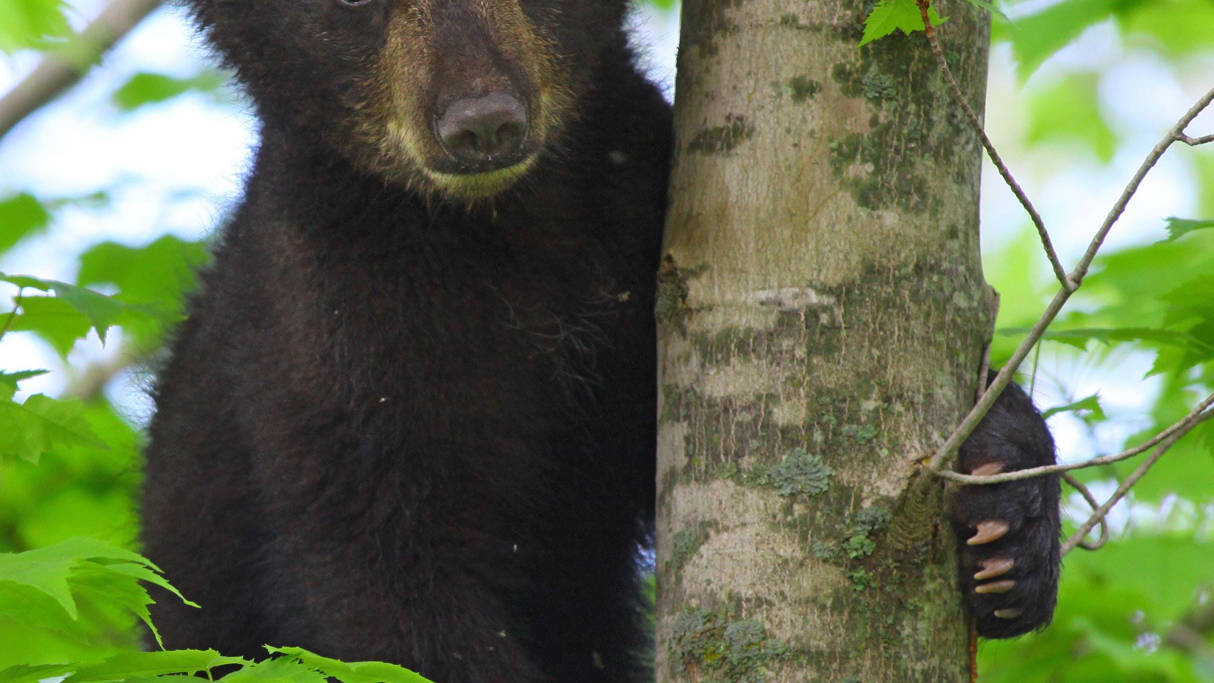 Seven tips to protect Vermont’s wildlife