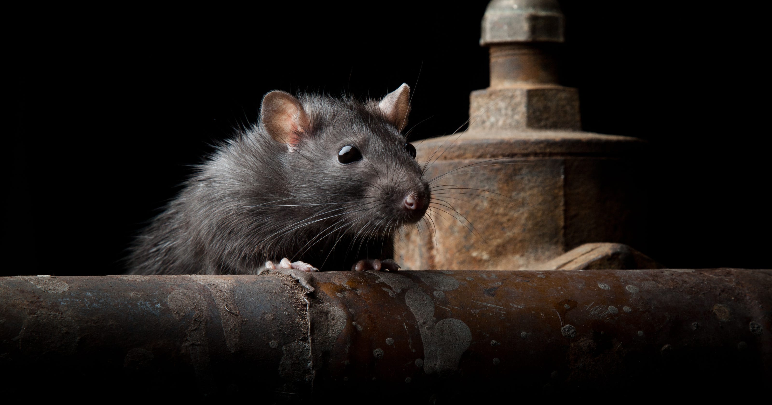 Rats Eat Through Your Car Wiring Here S Why It S Happening