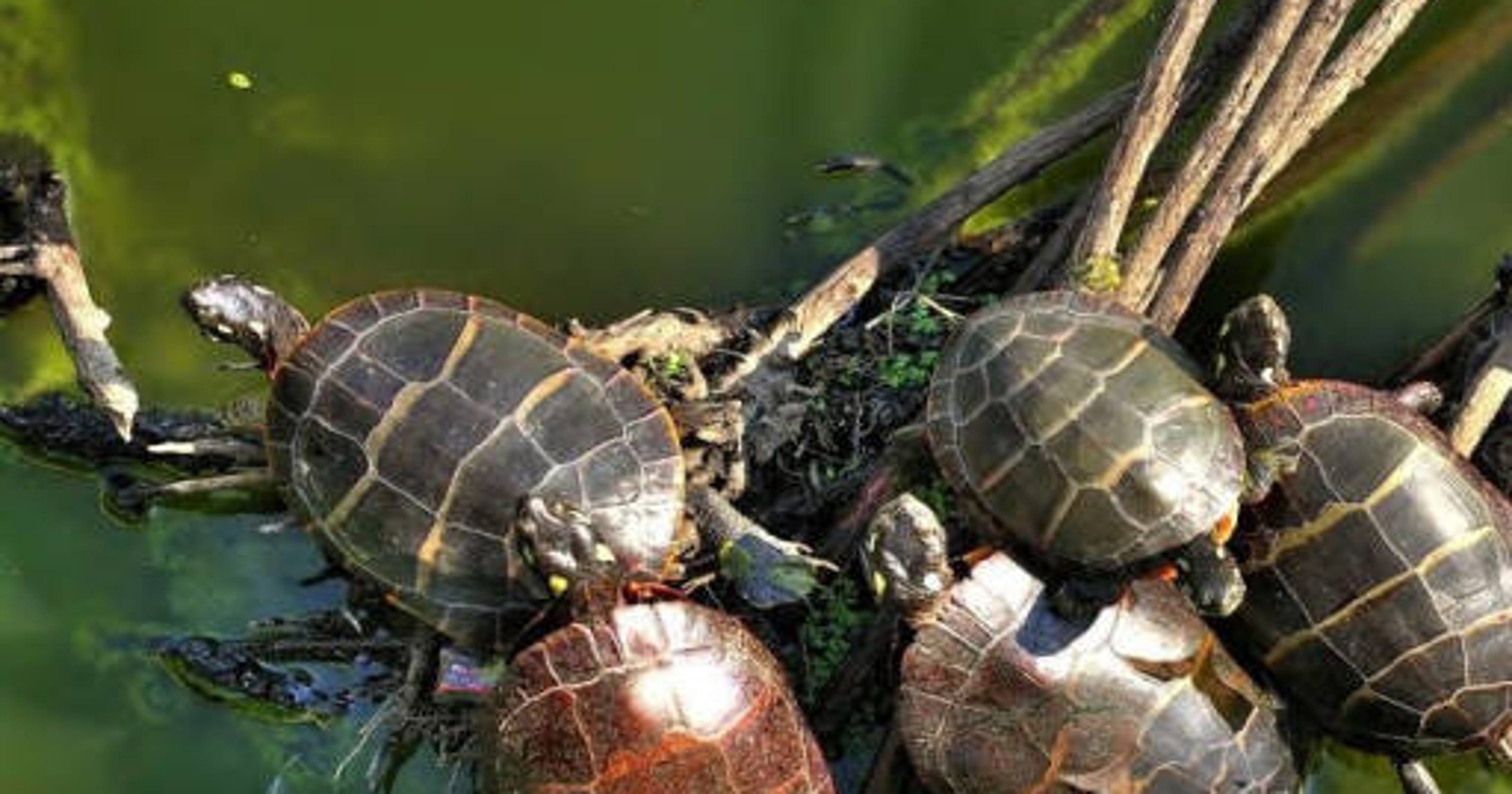 Painted turtles' ability to withstand cold makes good Wisconsin fit