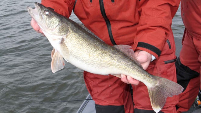 A walleye is handled during a fisheries assessment on a northern Wisconsin lake.