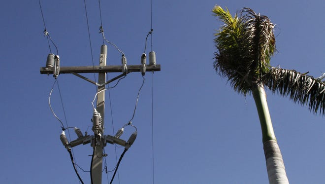 Getting the axe: LCEC to cut down 14 royal palm trees
