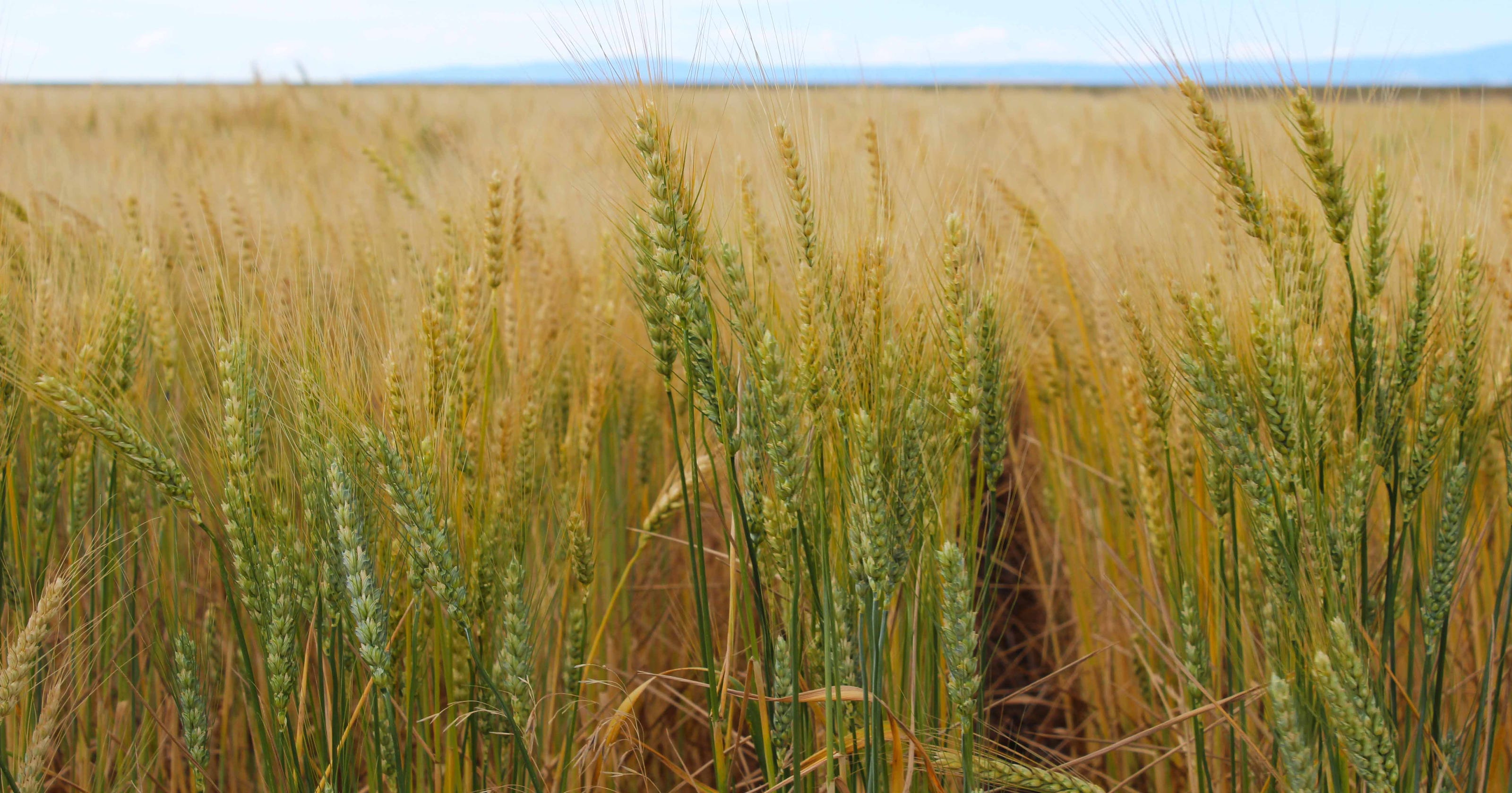 MSU spring wheat breeding program responds to a warmer Montana