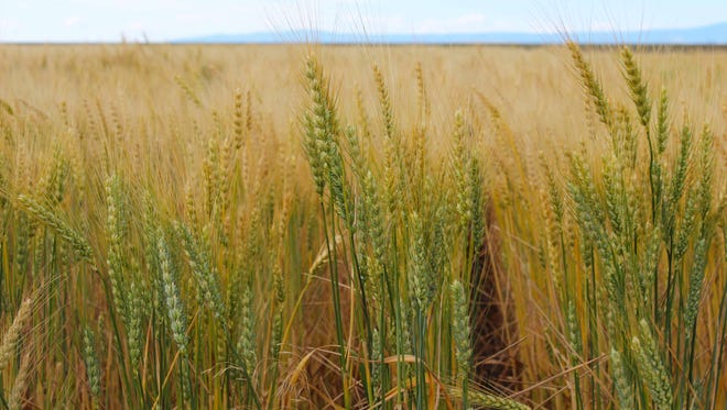 A spring wheat field in central Montana. Montana producers planted 2.3 million acres of spring wheat for harvest in 2016, of which 18.8 percent was a MSU-developed spring wheat variety called Vida. The MSU spring wheat breeding program has developed some of Montana's top-planted wheat varieties, bred specifically for high yield in dry conditions.