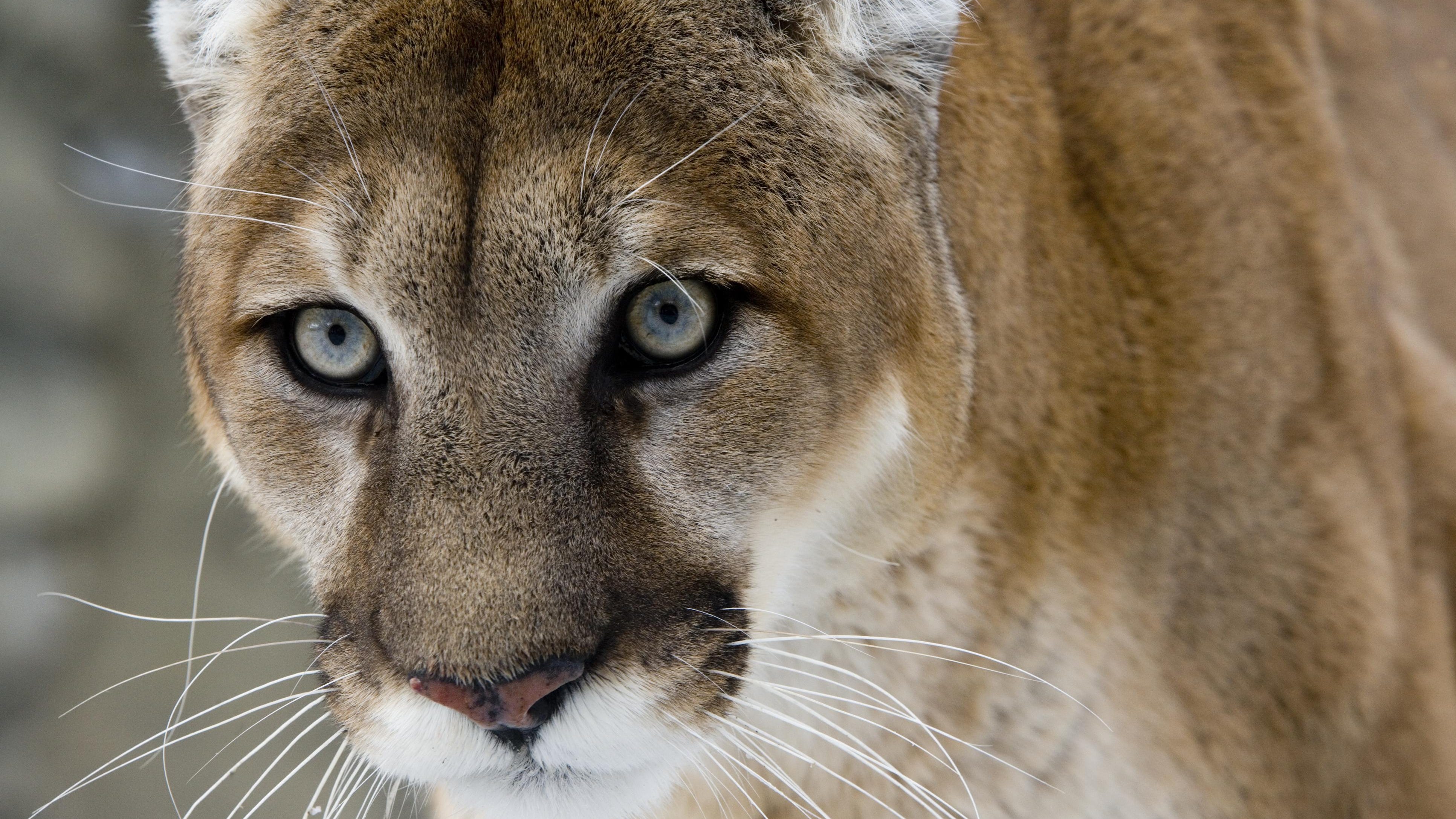 Extinct cougar may have existed in South Carolina