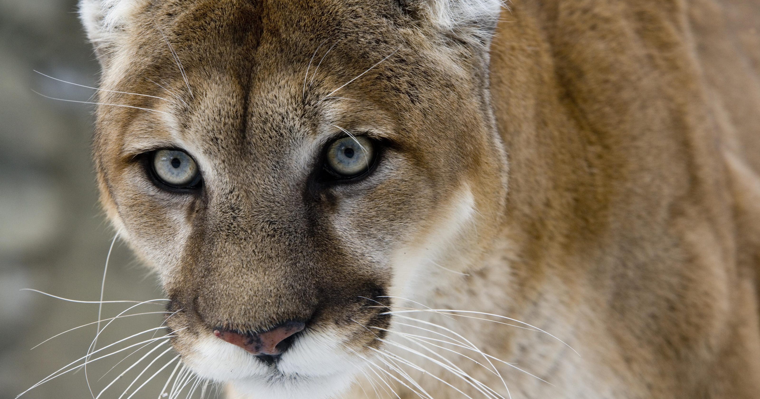 Cougars In The Wild In New York Not Yet State Says