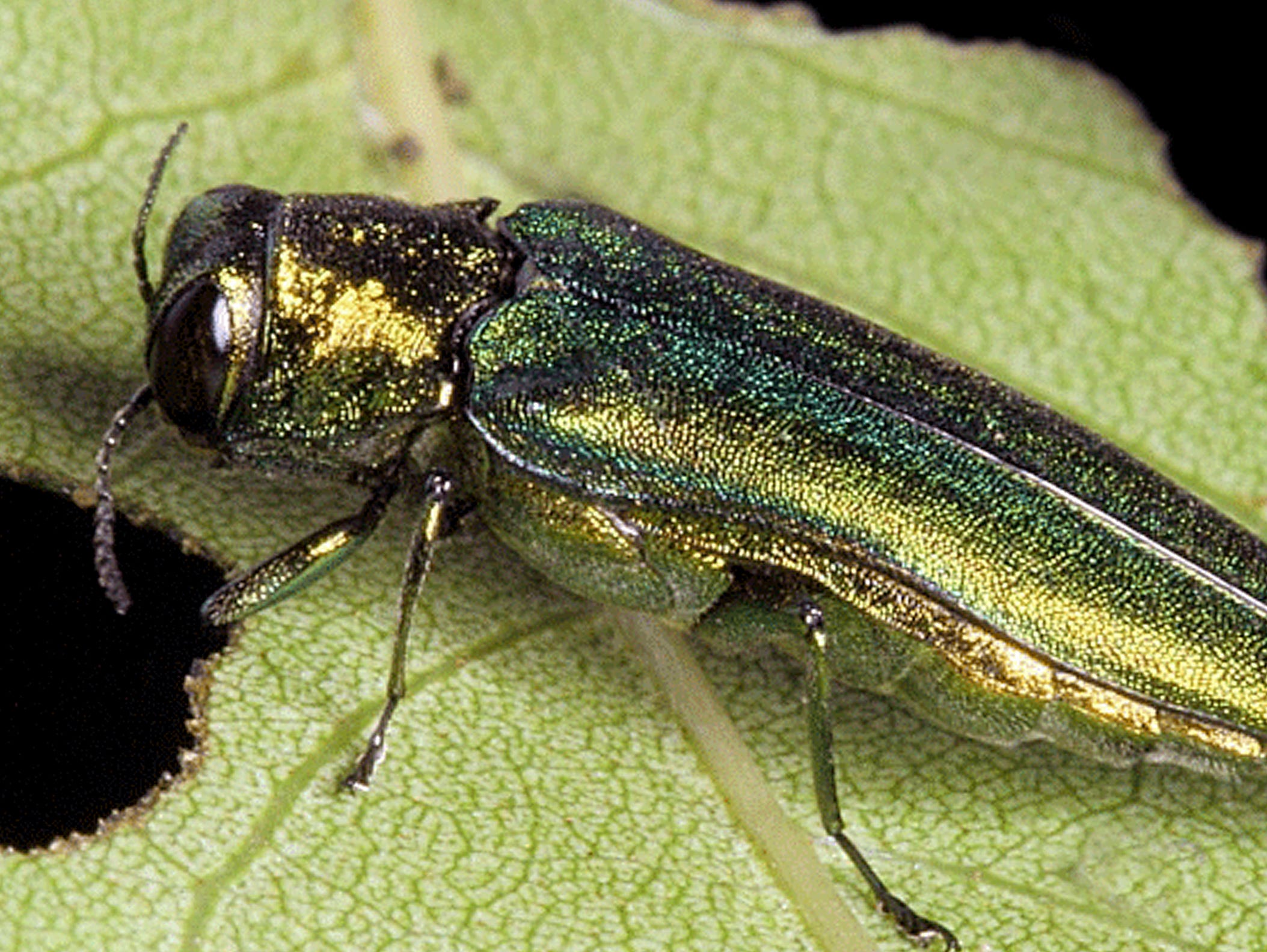 ash tree lovers in vermont prepare to battle emerald ash borer ash borer