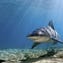 Bull sharks expanding north but still call Indian River Lagoon home