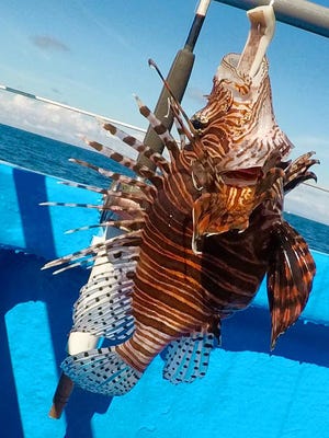 Lionfish are rarely caught by hook and line methods, but this one was caught in 150 feet of water earlier this year aboard the Safari 1 party boat out of Pirates Cove Resort.
