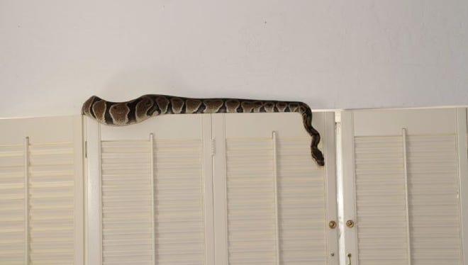 Dr. Mary Kay Brewster put a ball python in her estranged husband's home while stalking him.