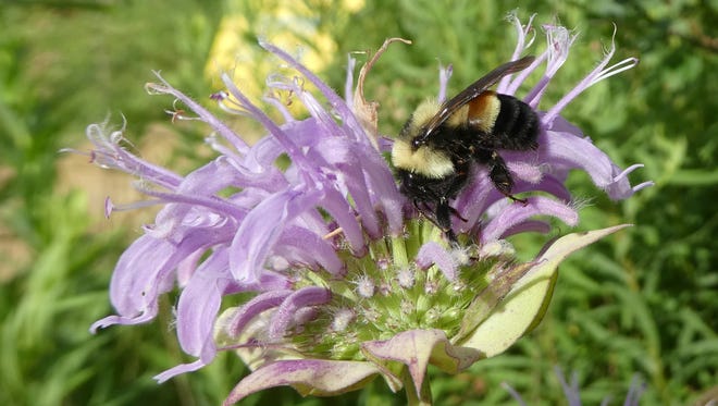This 2016 file photo shows a rusty patched bumblebee in Minnesota.