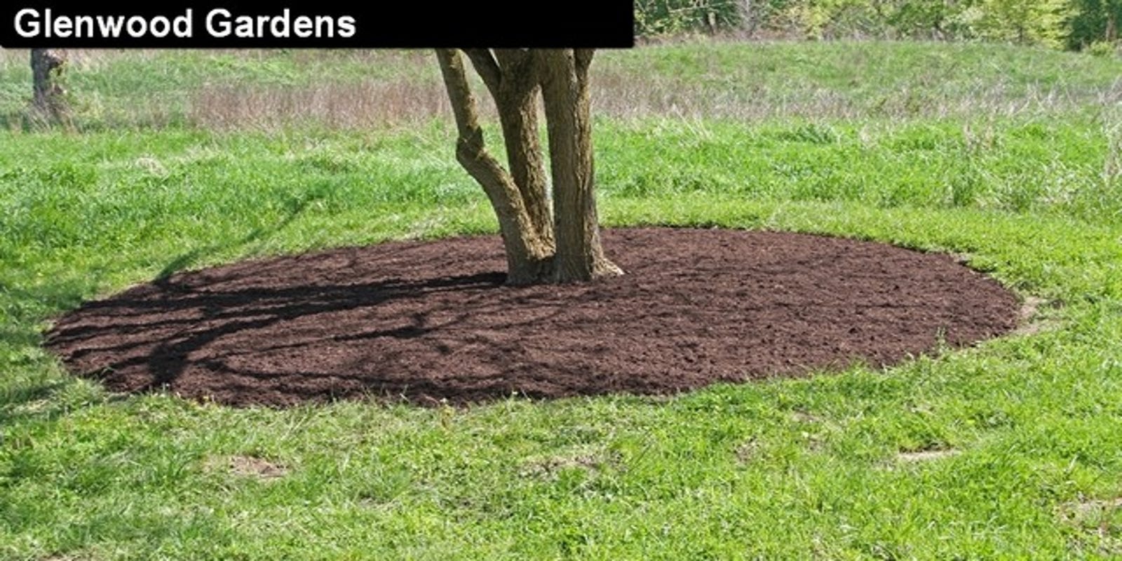 Osu Extension There Is A Right Way To Mulch Around Trees