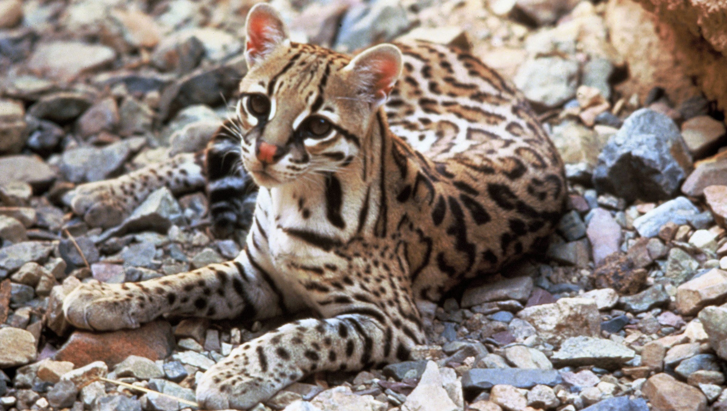 Lawsuit Filed To Protect Endangered Arizona Texas Ocelots