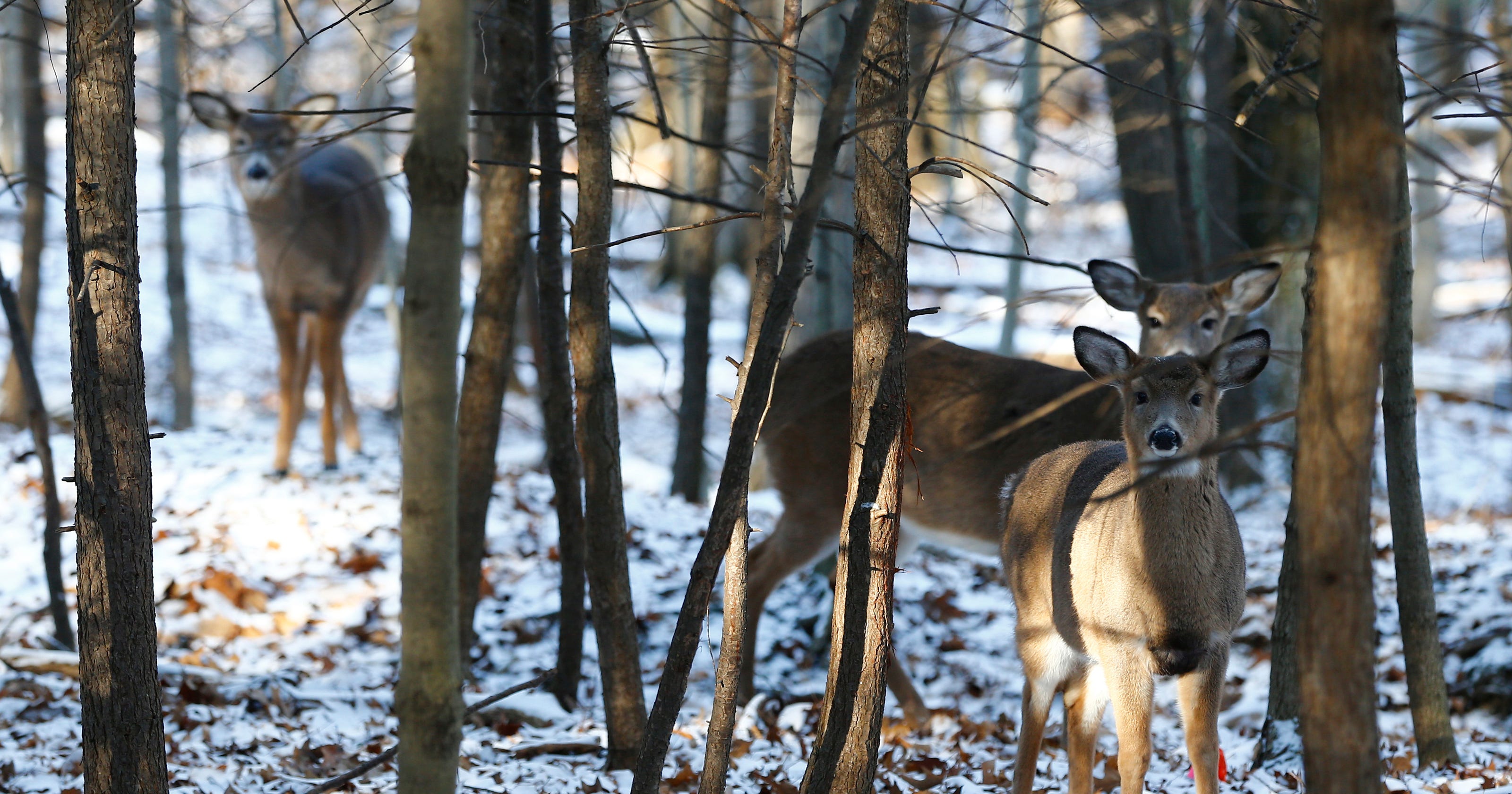 Binghamton University deer overpopulation forces controlled hunt